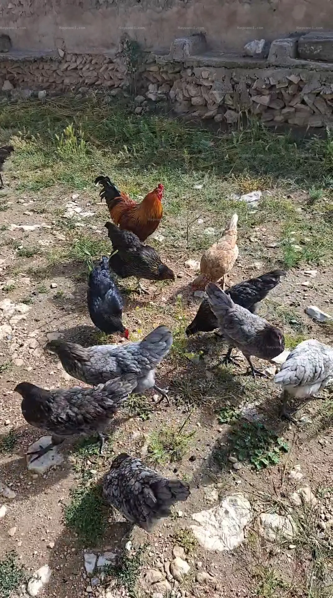 14+4 Astırolop tavuk