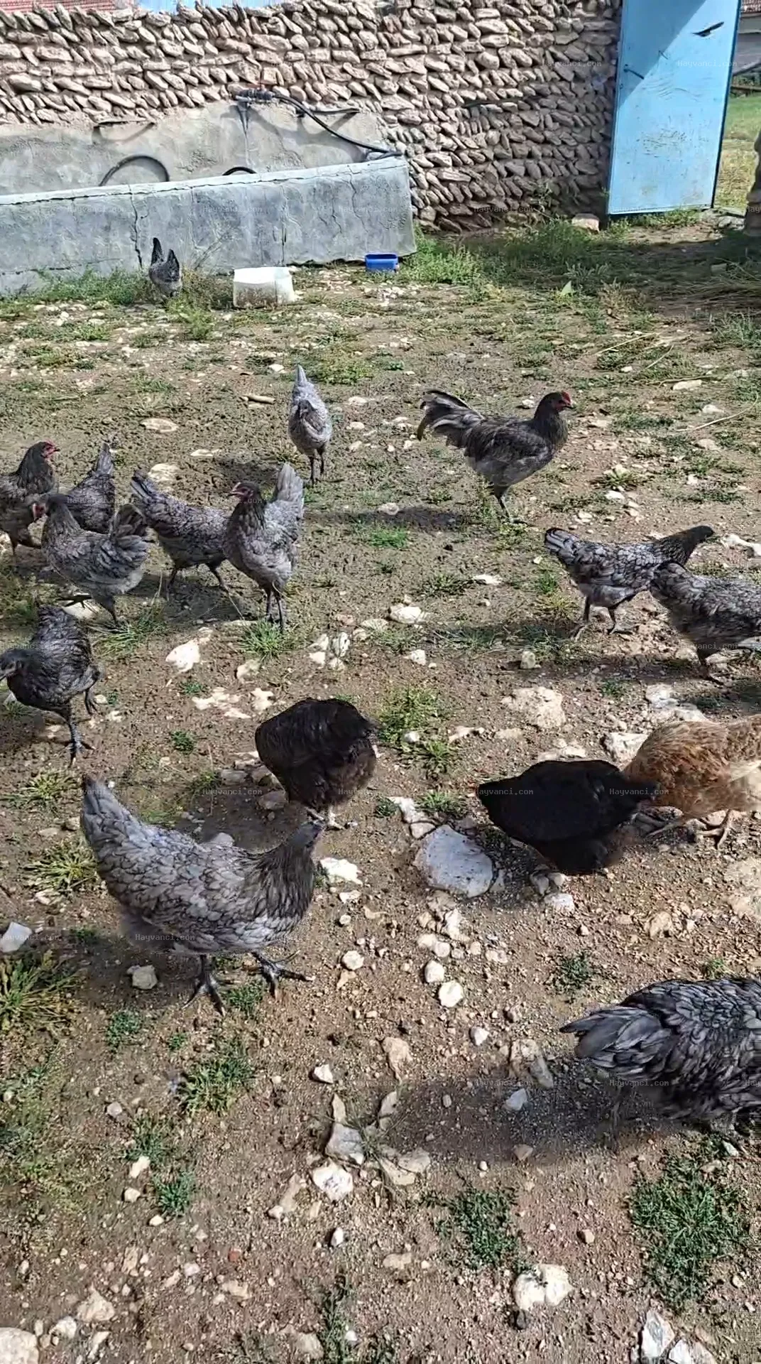 14+4 Astırolop tavuk