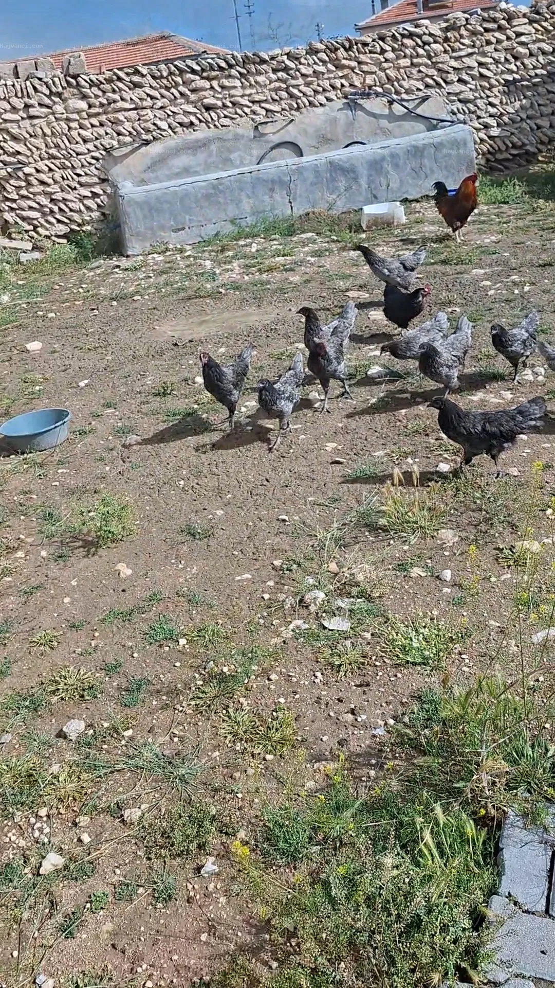 14+4 Astırolop tavuk