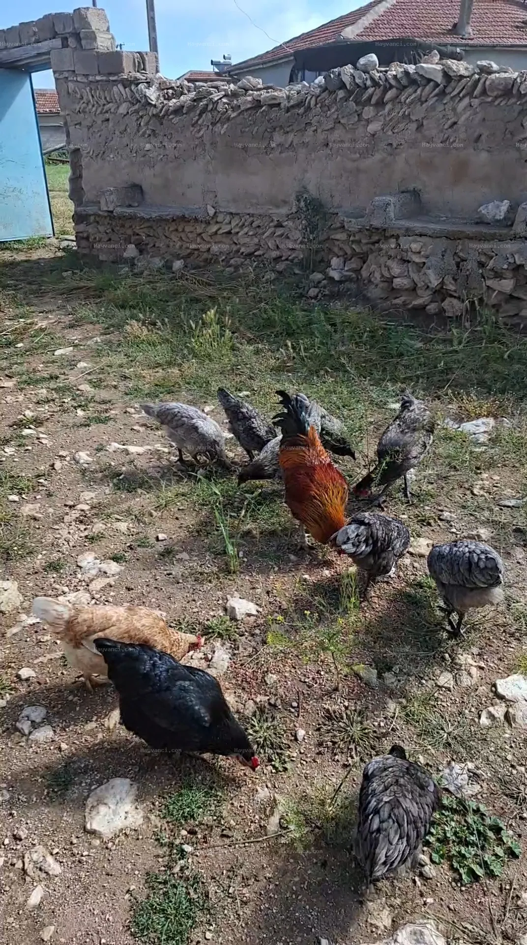 14+4 Astırolop tavuk
