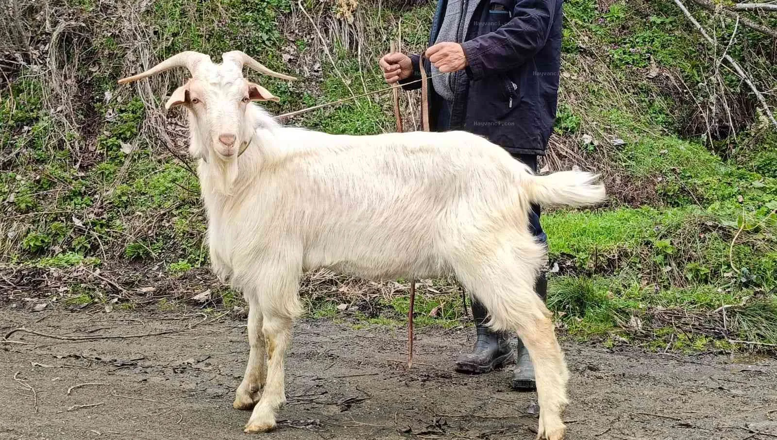 11 adet keçi teke