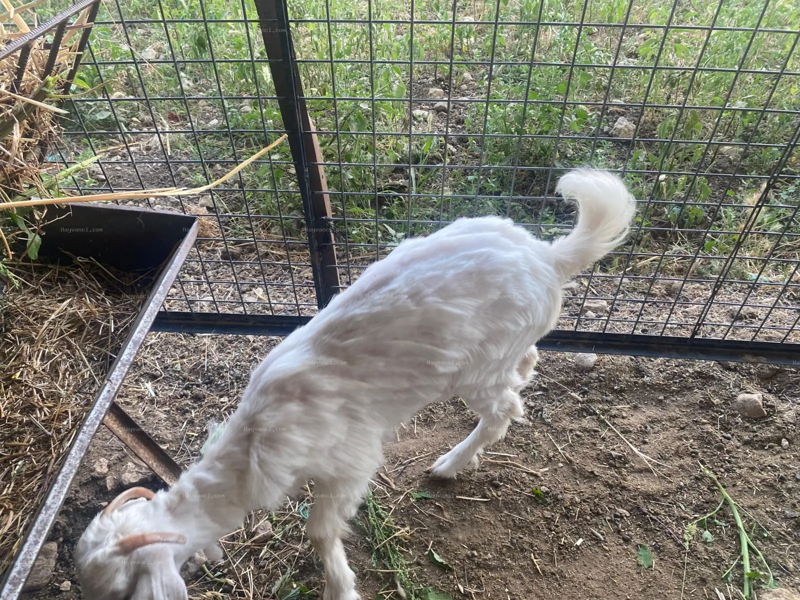 2 yaşında sütlük sanem cins keçi oğlağı ile birlikte verilecektir.