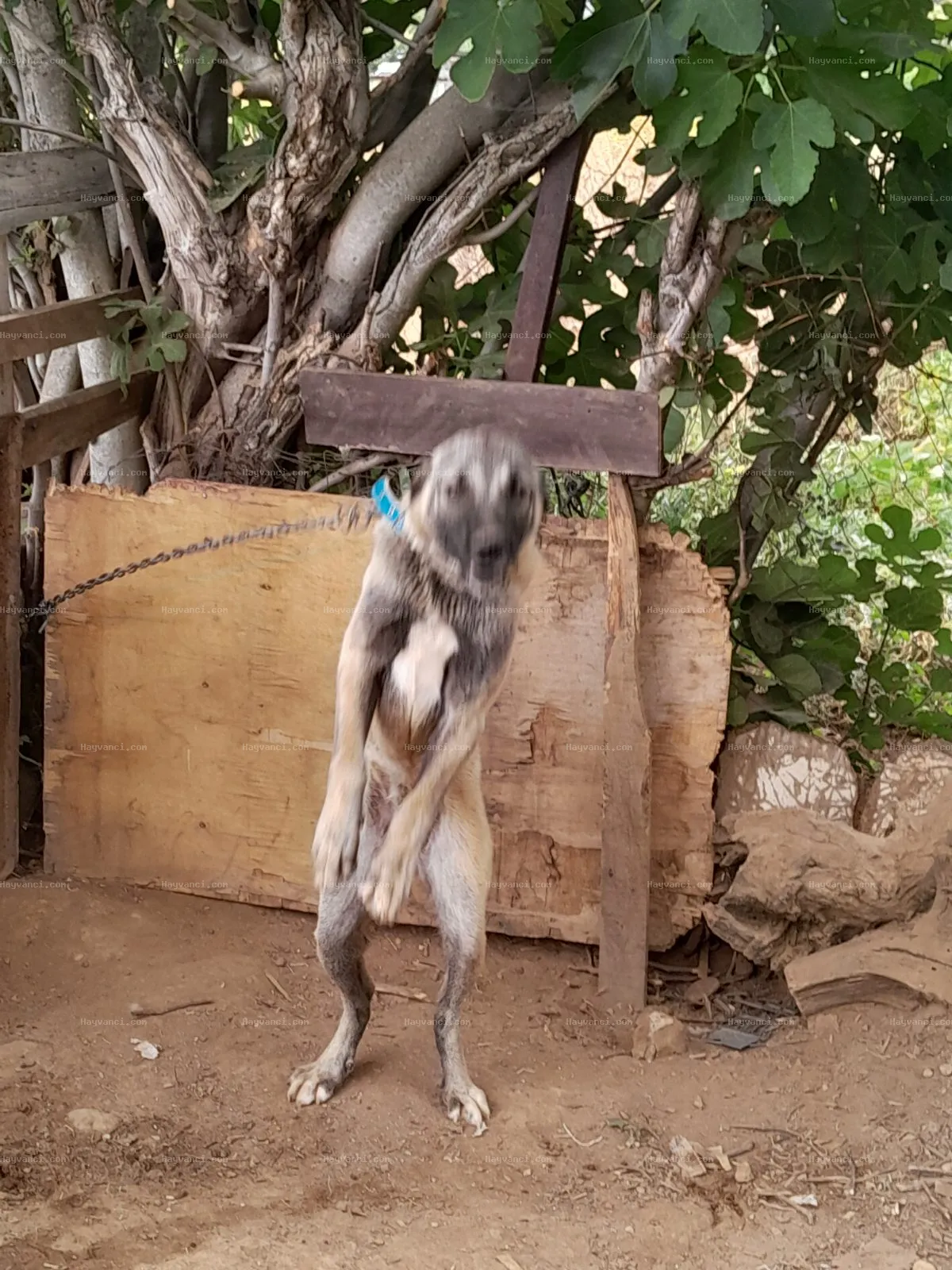 8 aylık panter kangal