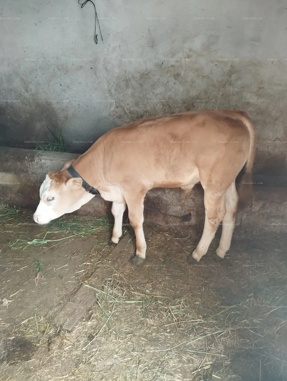 3 yaş Simental akbaş ,3 aylık danası ile birlikte