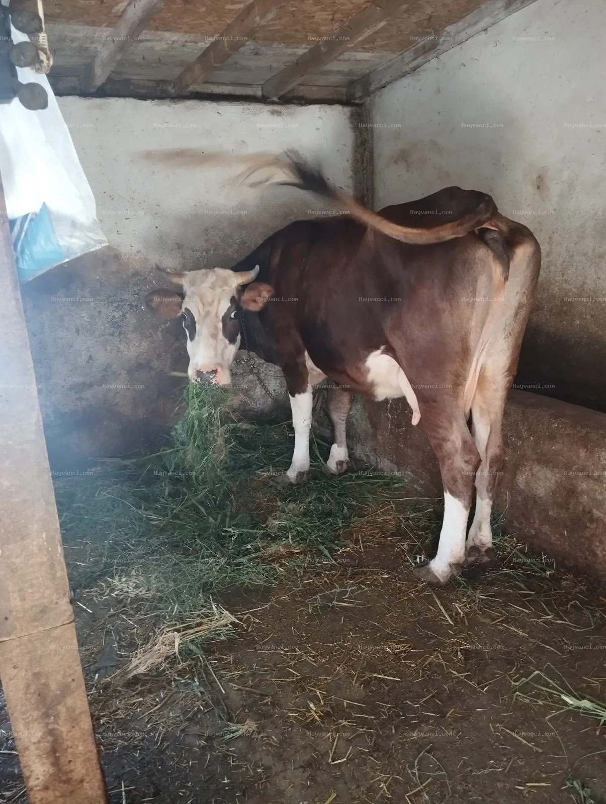 3 yaş Simental akbaş ,3 aylık danası ile birlikte