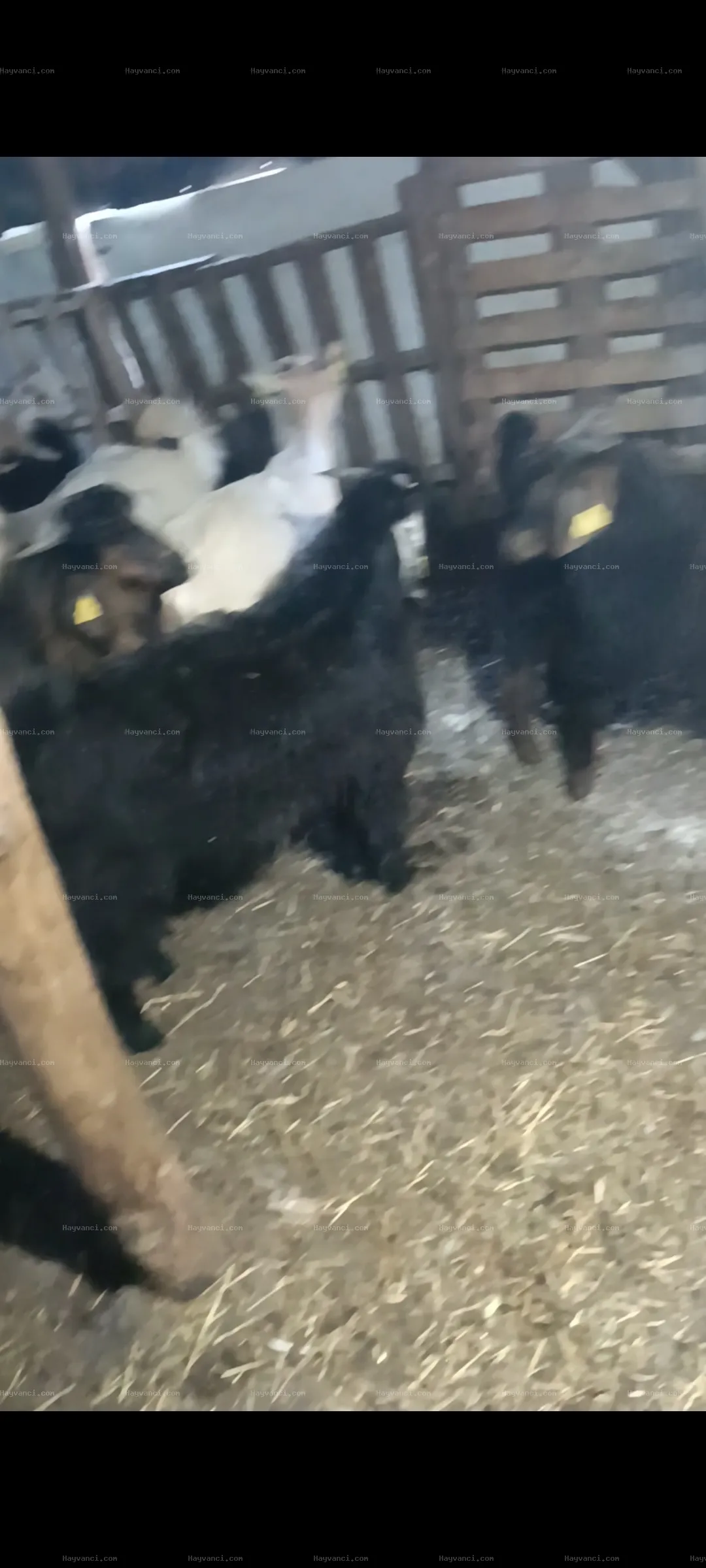 20 adet Toplu erkek oğlaklar 7 _8 aylık