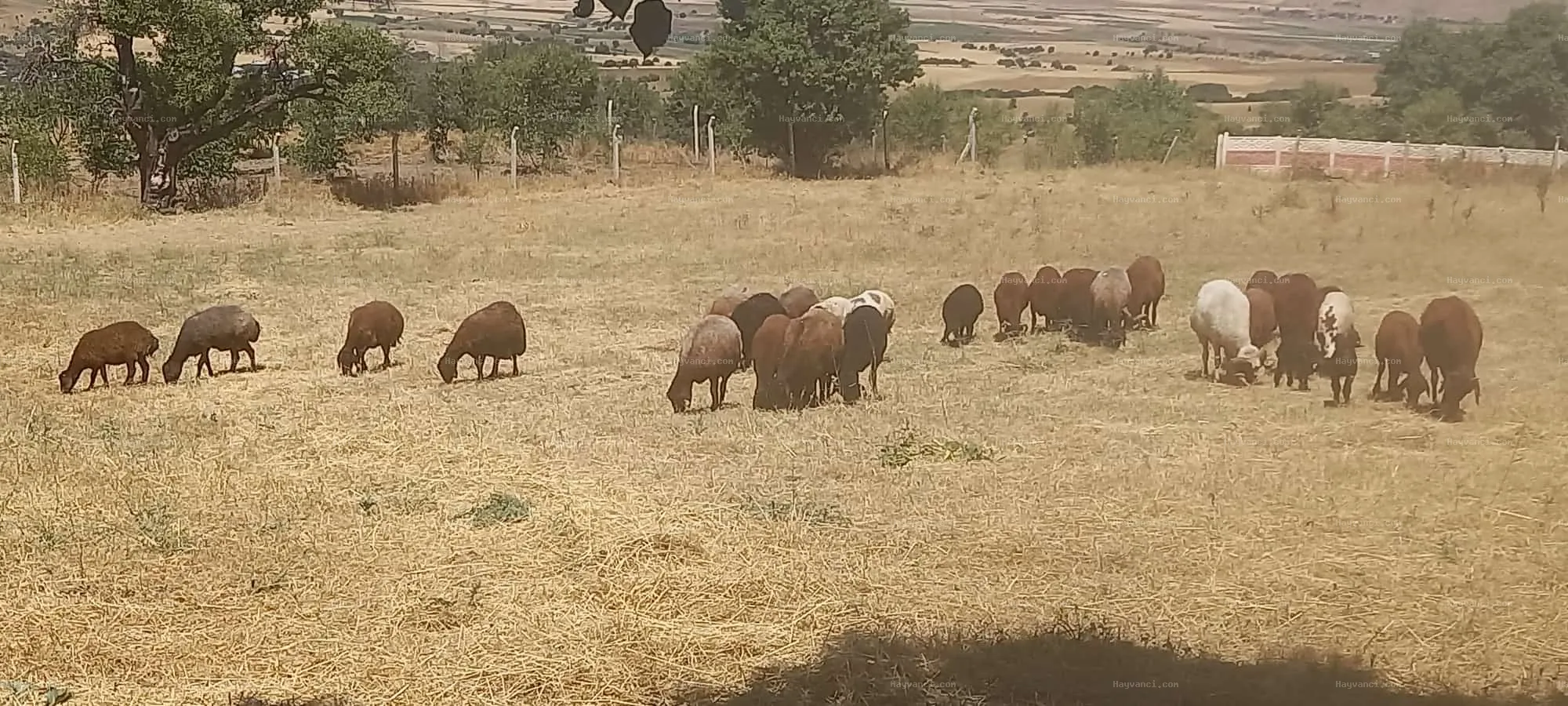 MOR KARAMAN KOYUN KUZU