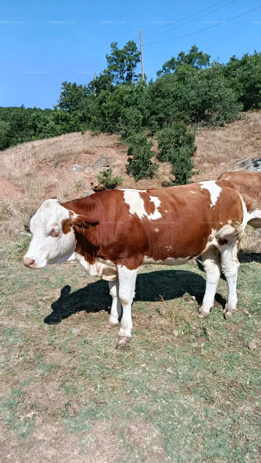 düve( 6 adet)