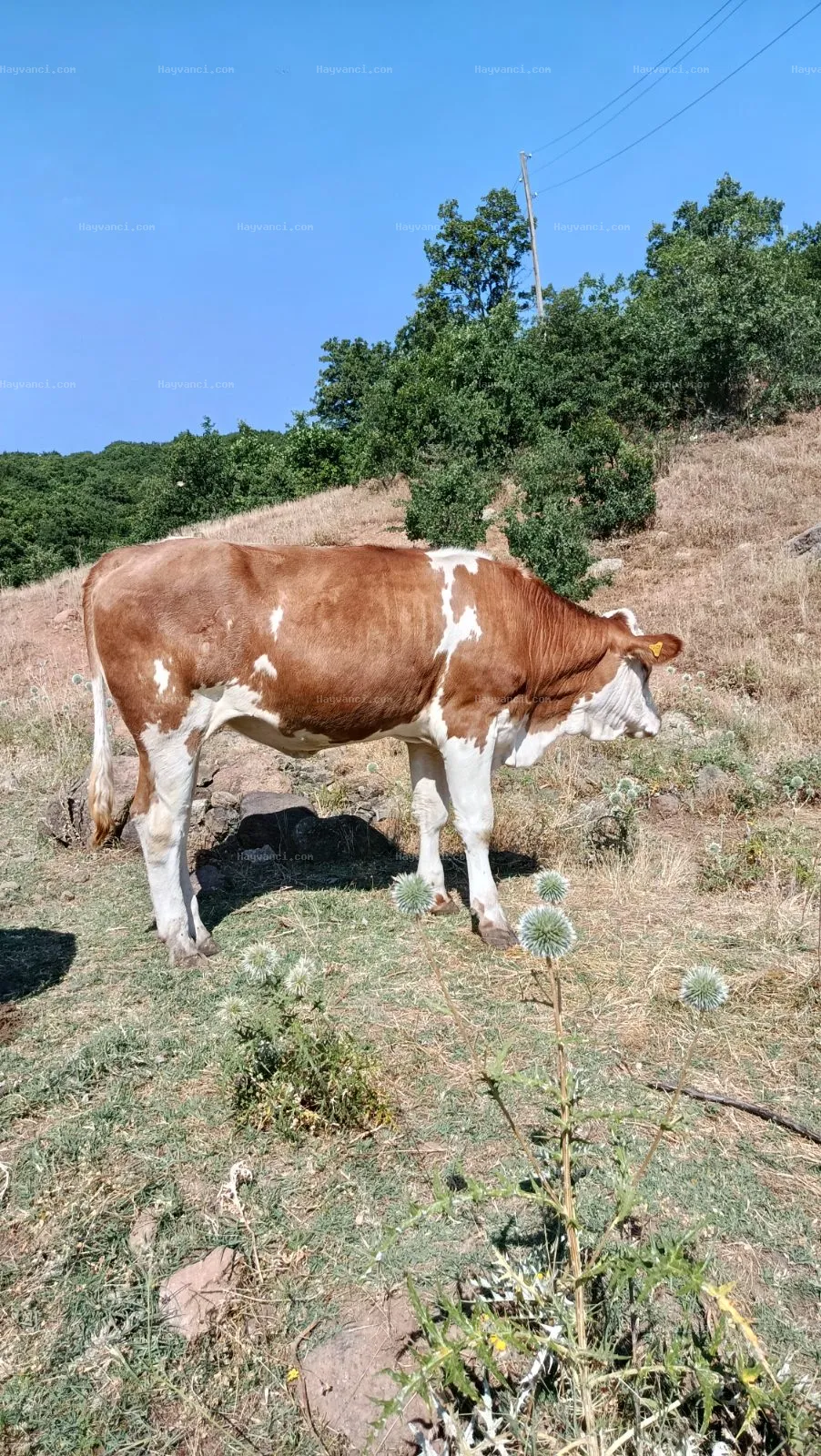 düve( 6 adet)