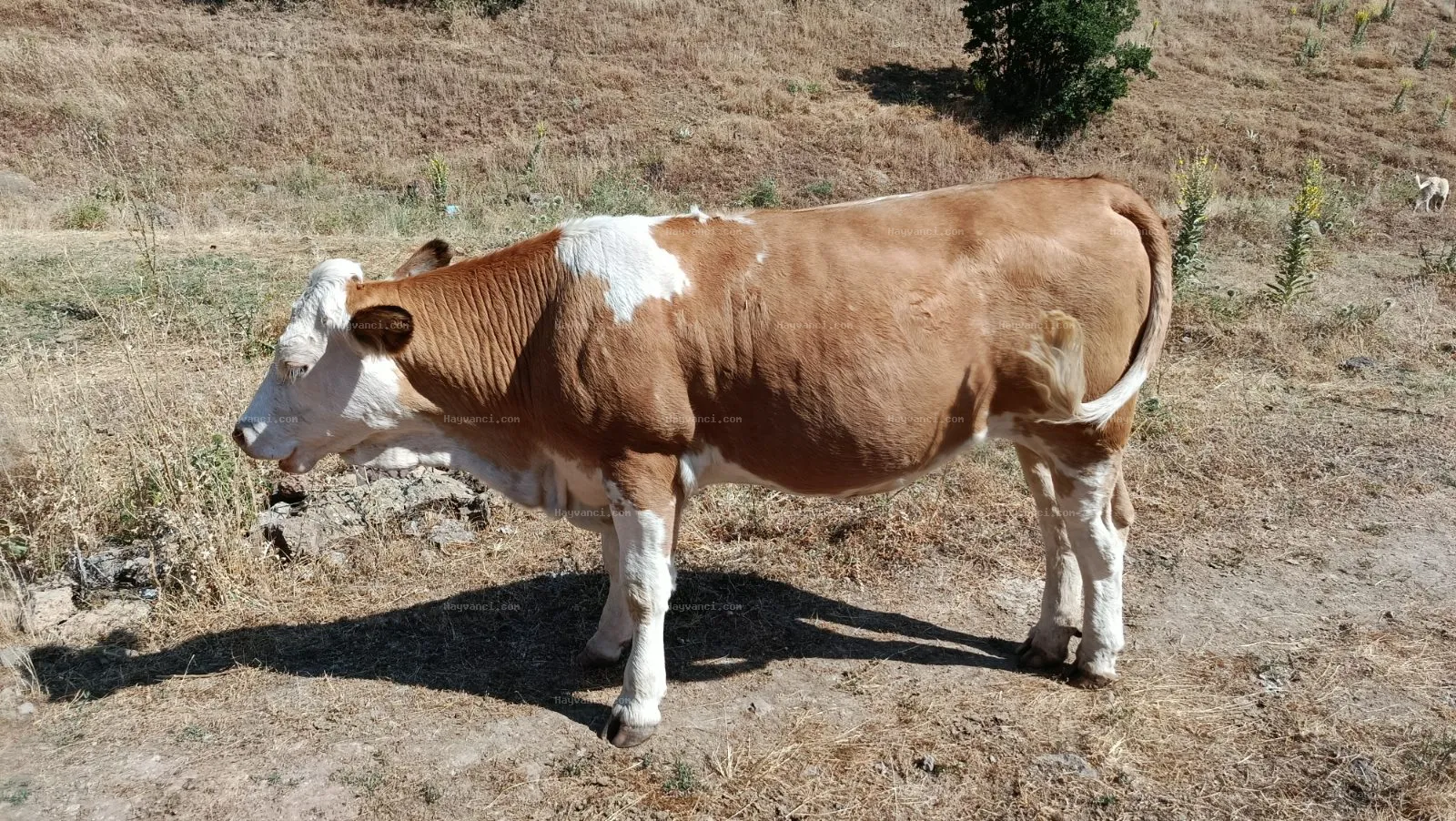 düve( 6 adet)