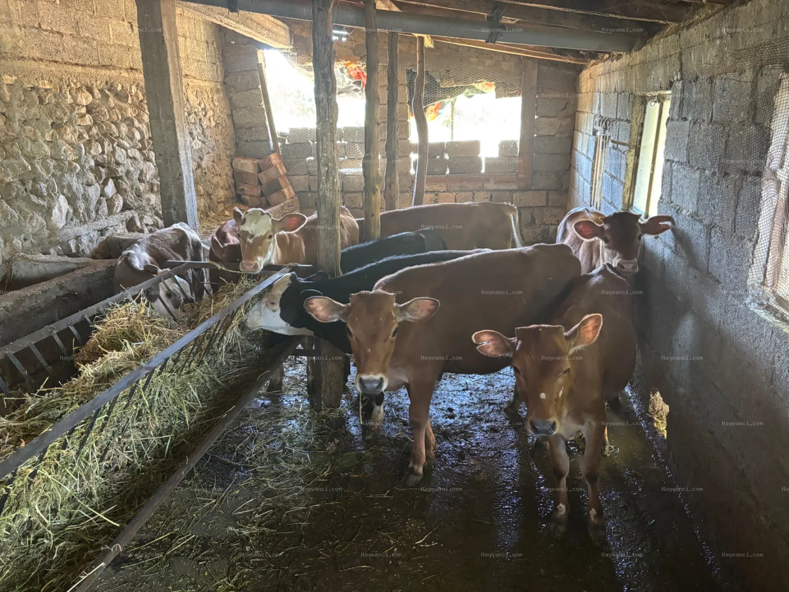 8 dişi 1 erkek