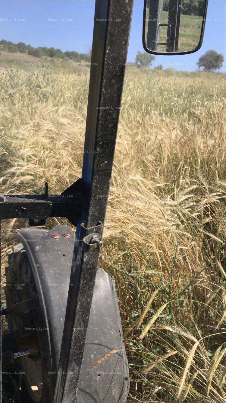 Kara yonca arpa ve arpa denesi var içinde balya yaptım
