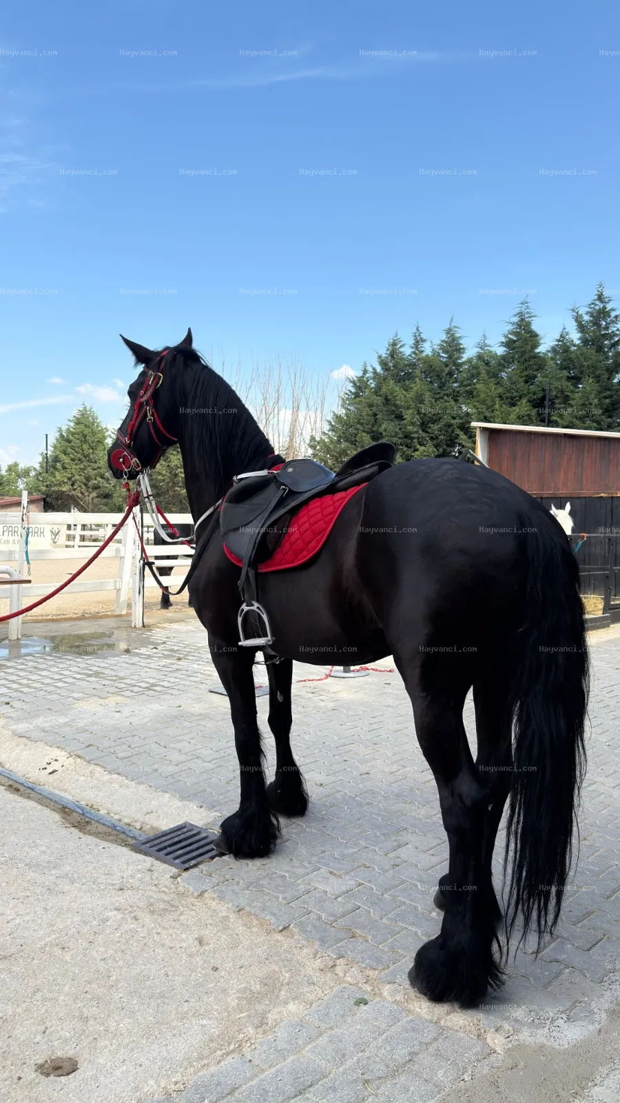 Hollanda Kraliyet Ailesi Pasaportlu Friesian Kısrak | 2017 |
