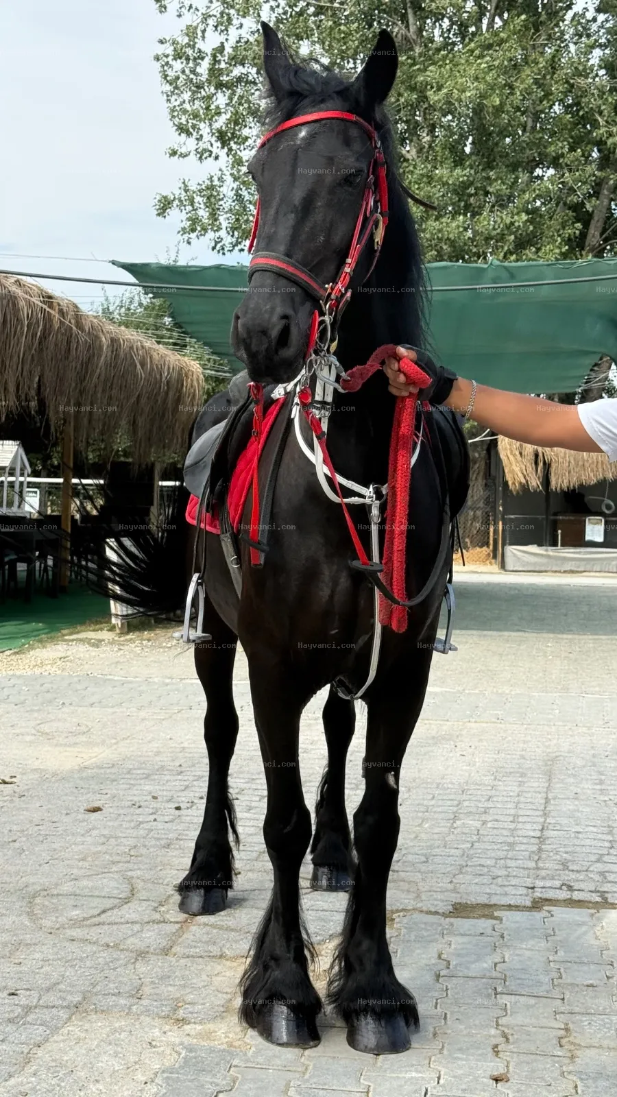 Hollanda Kraliyet Ailesi Pasaportlu Friesian Kısrak | 2017 |