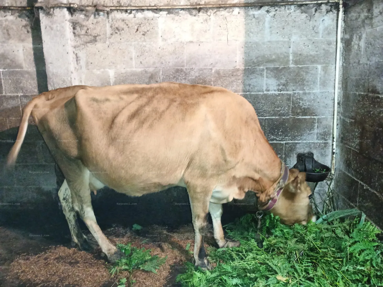 5 yaşında Jersey boynuzsuz İnek