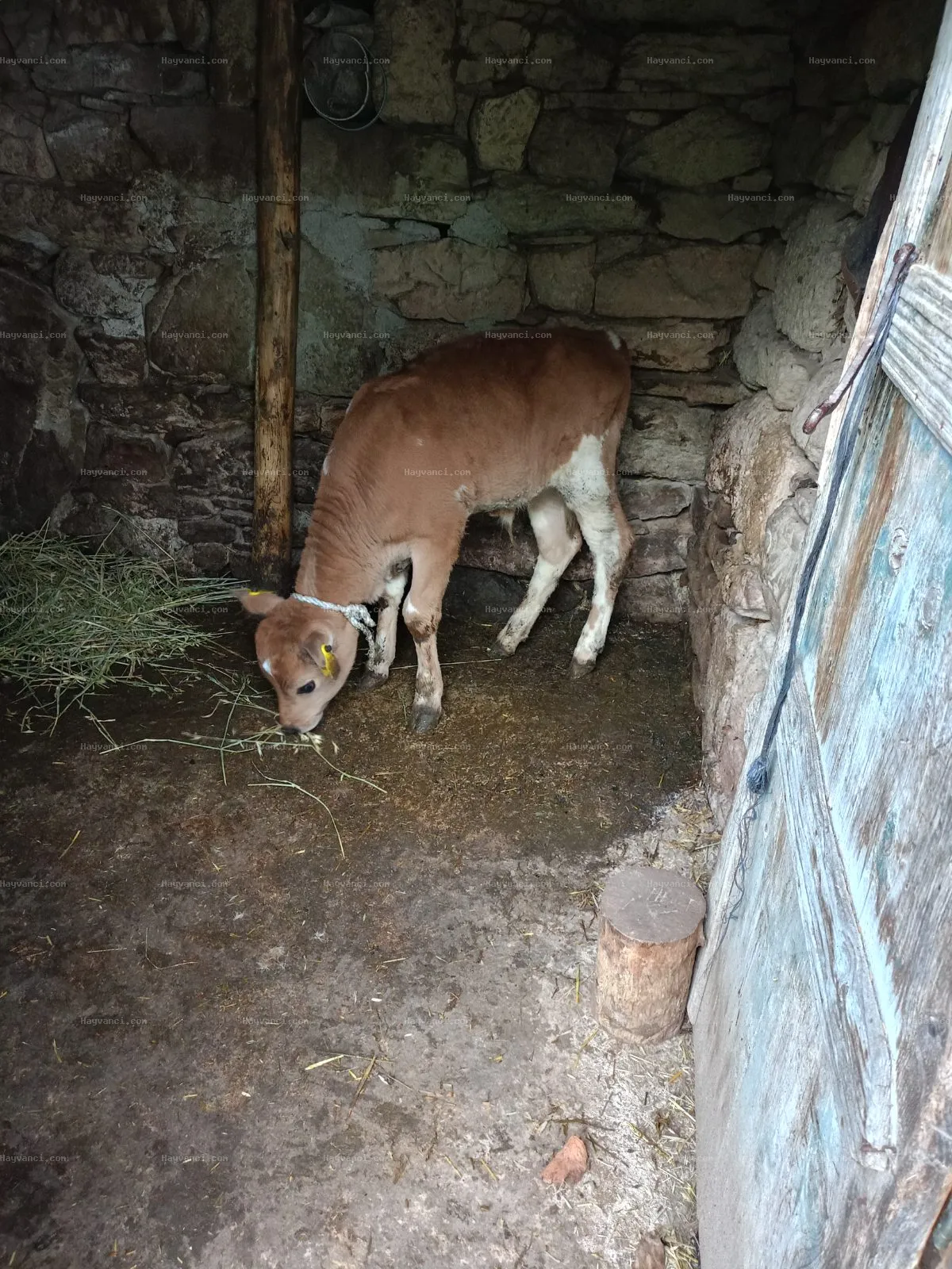 Satılık yayla ineği