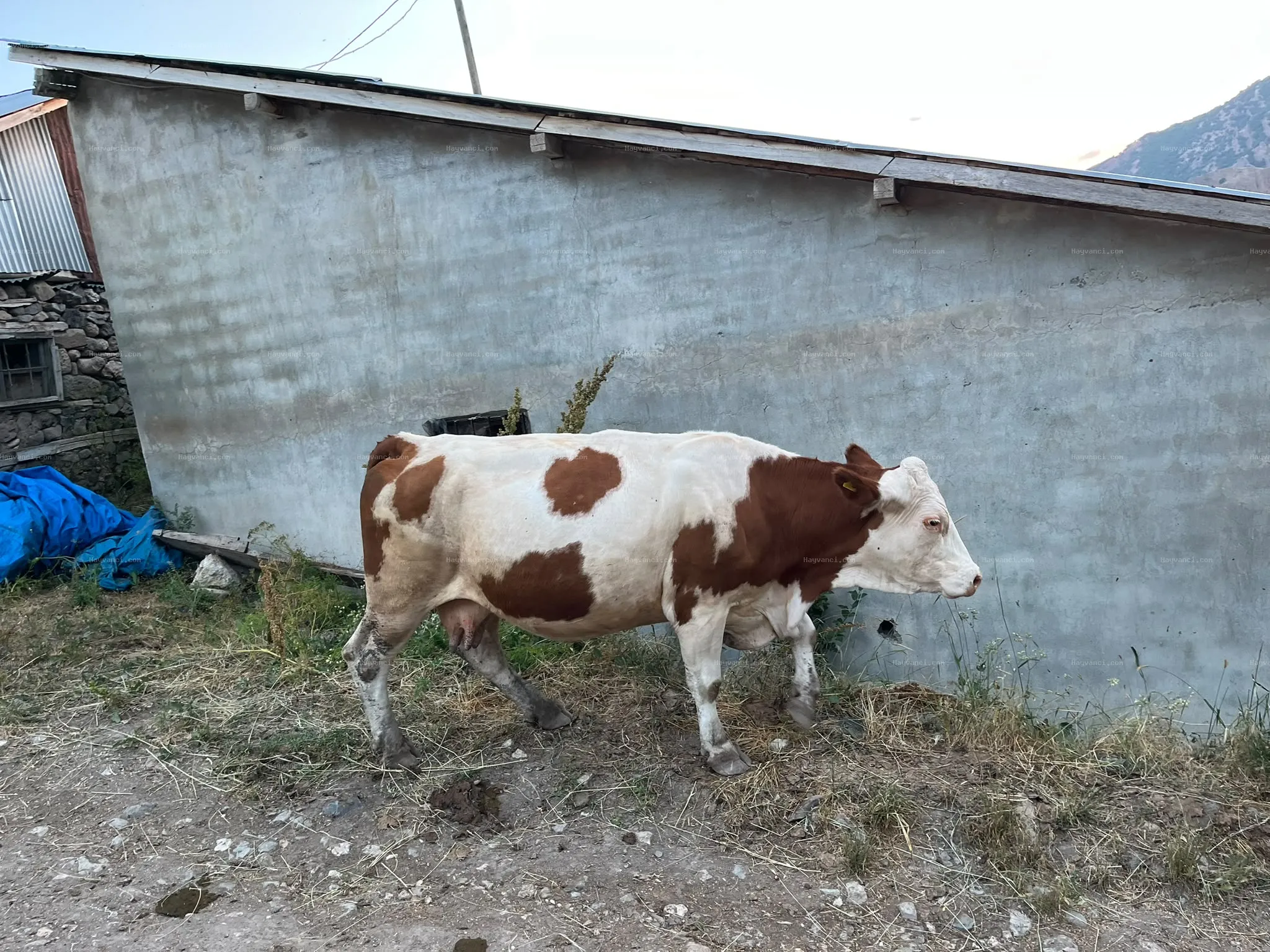 Simenta ağır kuzulayıcı inek