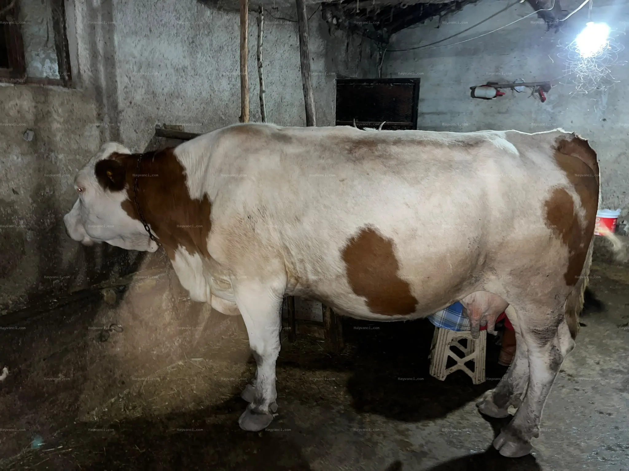 Simenta ağır kuzulayıcı inek