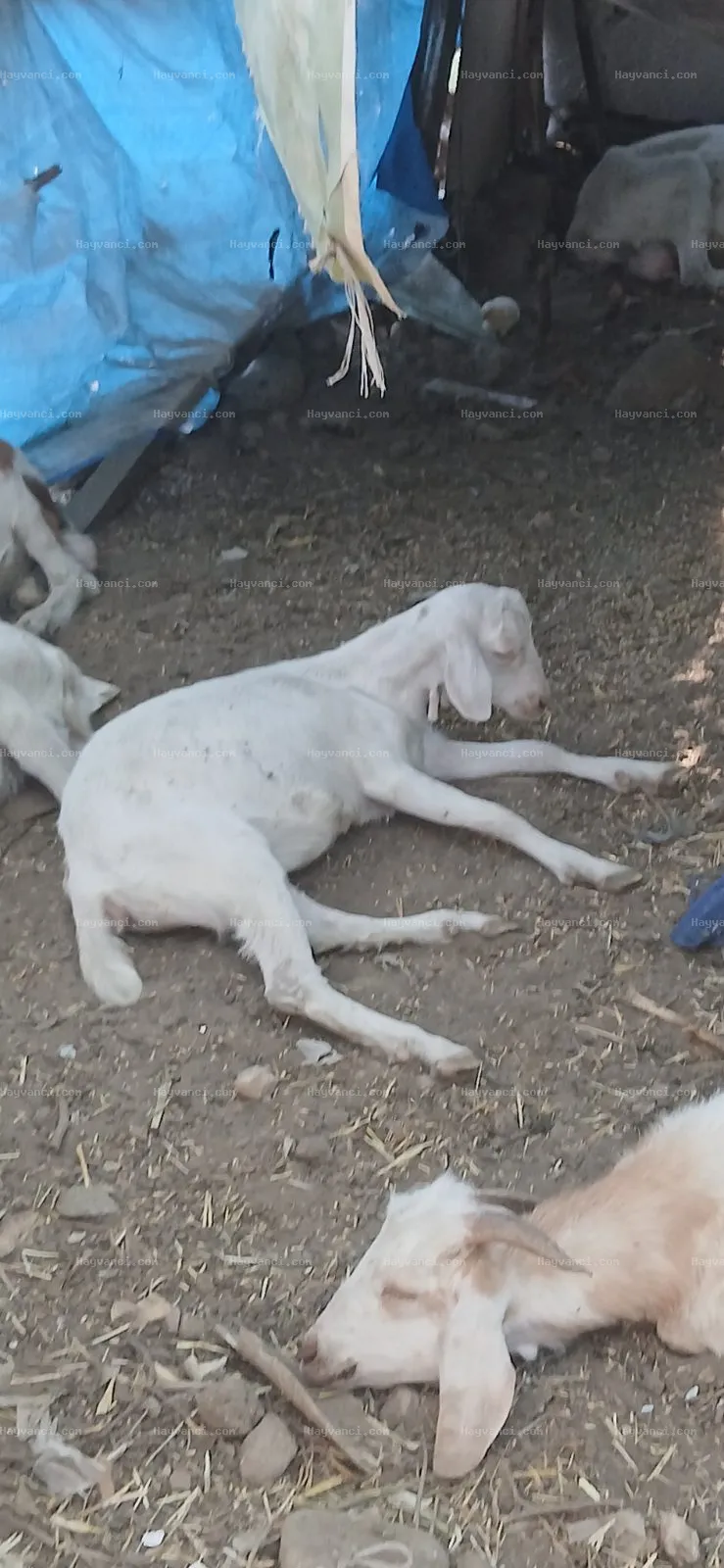 Oğlak ve keçi4 ay