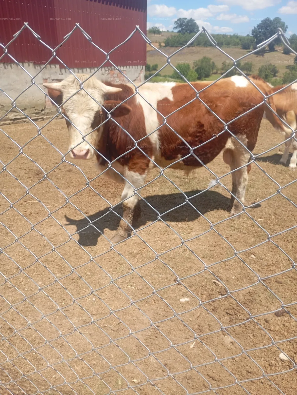 17aylık simental dana
