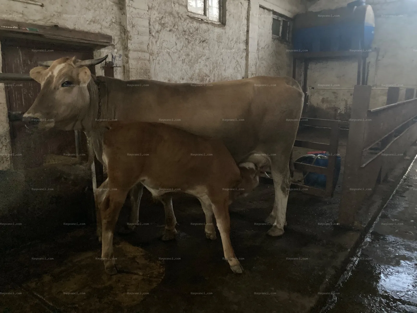 Araç Takaslı Buzağılı inek