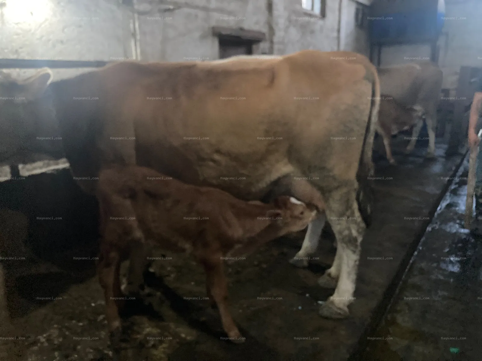 Araç Takaslı Buzağılı inek