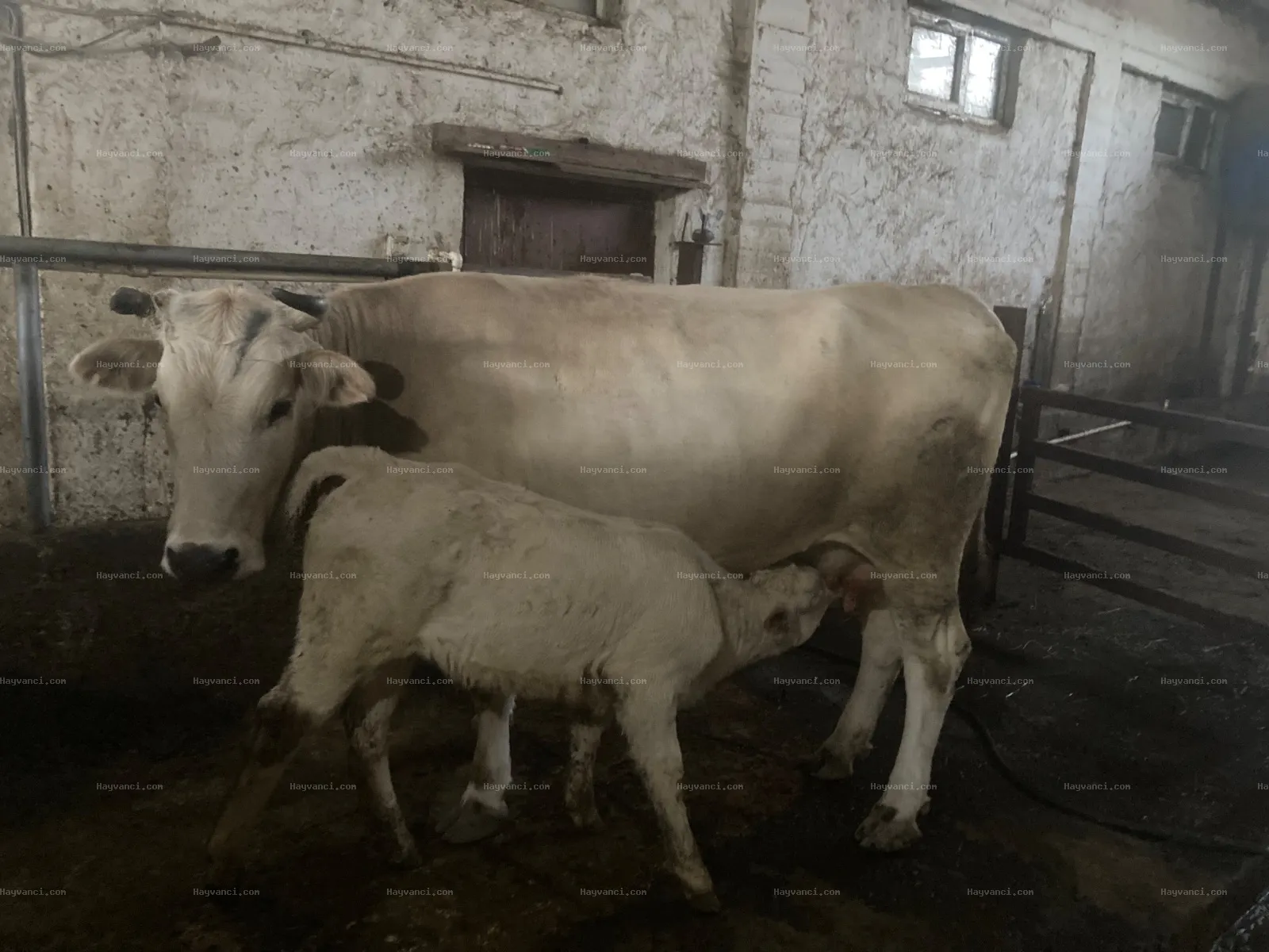 Araç Takaslı Buzağılı inek