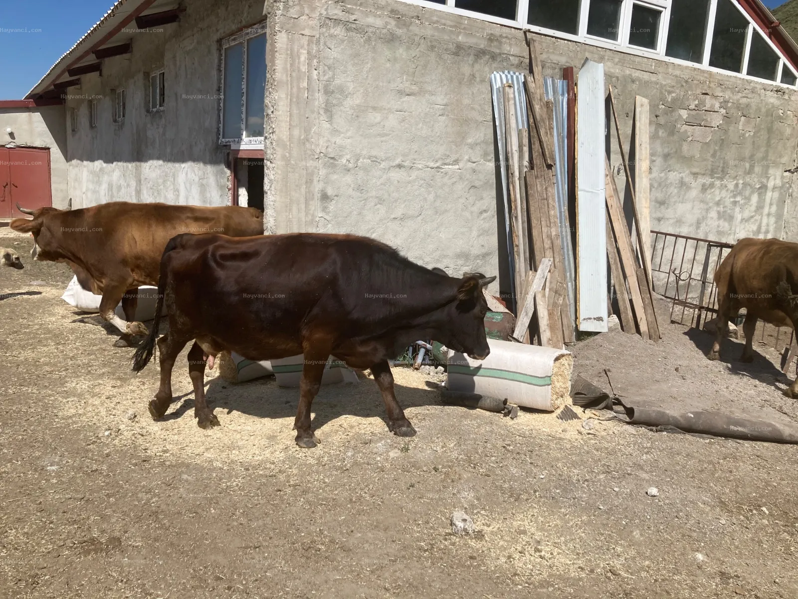 Araç Takaslı Buzağılı inek