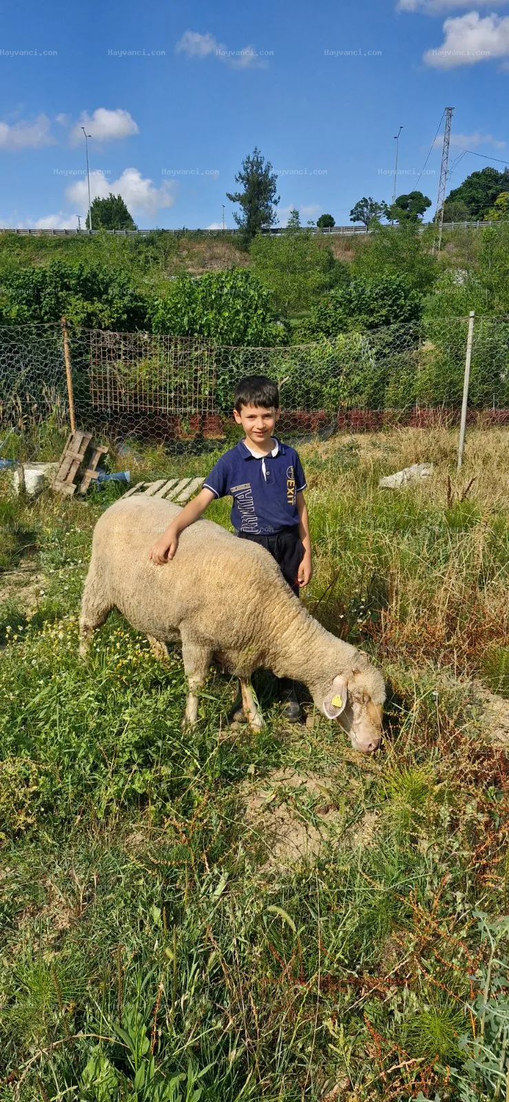 Genç karacabey merinosu gebe 2 koyun