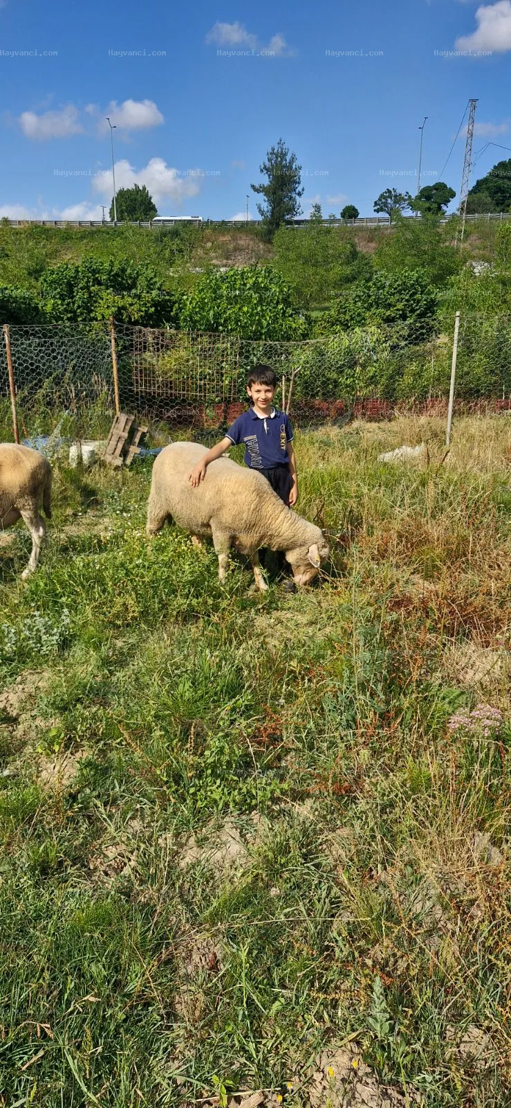 Genç karacabey merinosu gebe 2 koyun