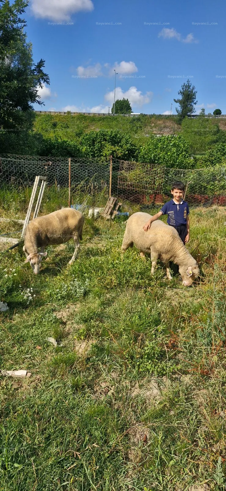 Genç karacabey merinosu gebe 2 koyun